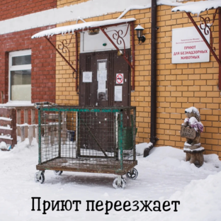 Переезд в новый приют 