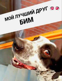 Мой друг - пес Бим