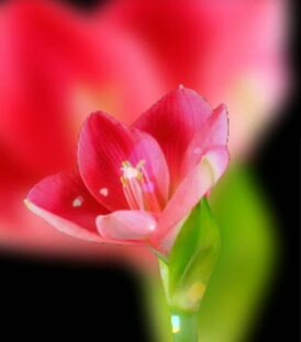 С ДНЕМ РОЖДЕНИЯ🌹. ПОЗДРАВЛЕНИЯ.