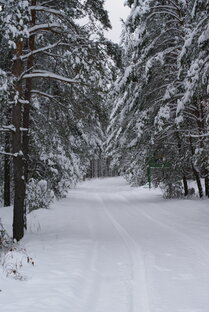 ЗАКОН ТАЙГИ