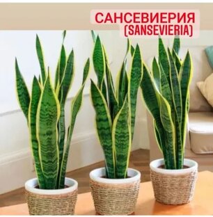 САНСЕВИЕРИЯ 
