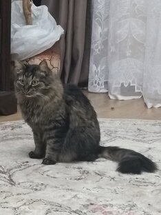 КотоВасия!!