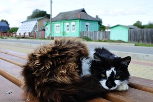 Галопом по югам