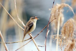 Пернатые солисты