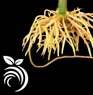 Fruitmentor на русском 