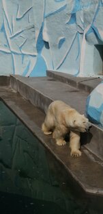 фото Мишка Кай