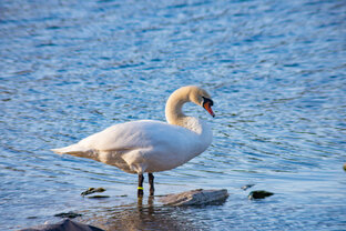 Птицы и животные