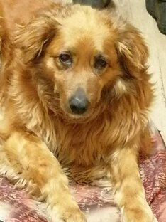 История Герды