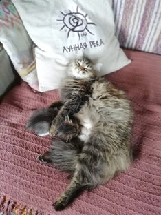 БытШмыт Туризм и котики