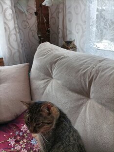 2 кота и жизнь кошачья