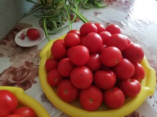 Сад и огород