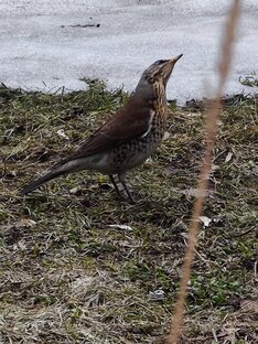 Дневник фенологических наблюдений 