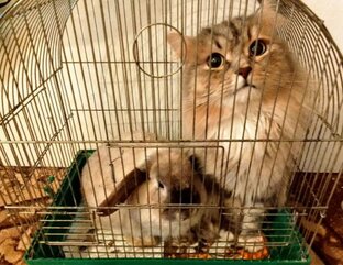Кот и кролик