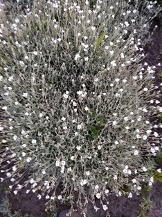 ясколка снежный ковер