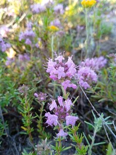 Чай из трав