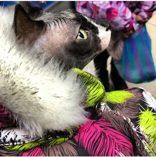 Видео с Молли