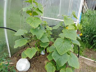 Выращивание огурцов. Лучшие гибриды на моих грядках