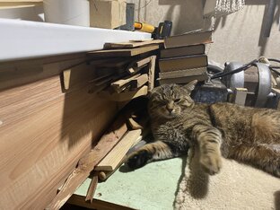 Лесной котик Барсик