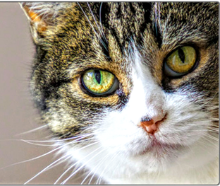 Нет видео.😢😢