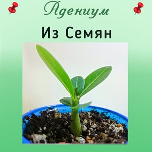 Адениум Из семян