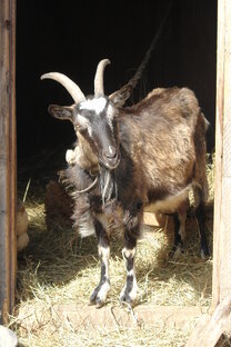 Сделай им козу! 