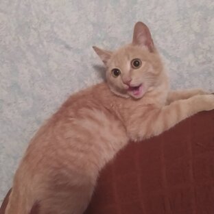 Мурза