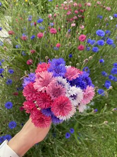 Выращиваю цветы для заливки