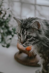 Мурлыки♥