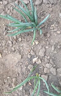 Дела огородные