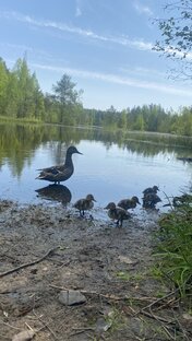 Белоостров. Ленинградская область 