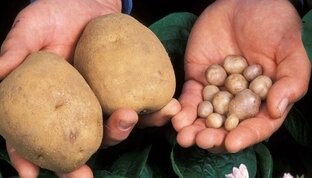 Картофель и томаты