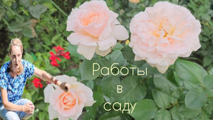 Будни дачницы