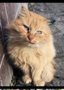 Кот Рыжка