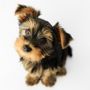 Непростая жизнь маленькой собачки