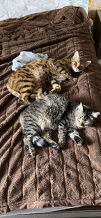 Монологи с котом.