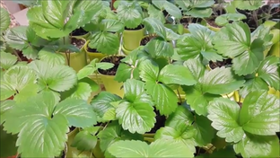 Рассада клубники из семян