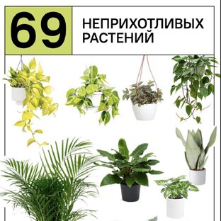 💚Базовые растения