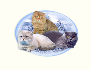 Вяжущие коты клуба