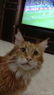 Кот мэйн кун