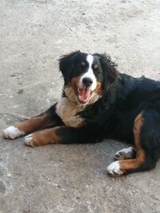 Любит-не-любит