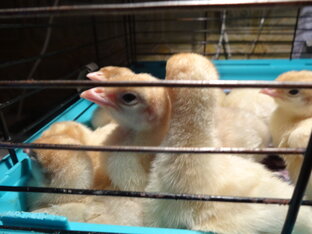 Мой птичник