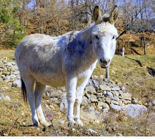 Дом, сад и животные