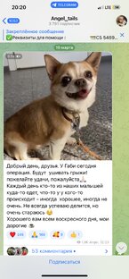 Бедная габби у мошенницы Angel_tails
