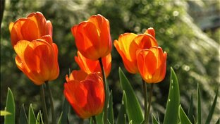 Цветы моего сада. Не большие видеозарисовки под красивую музыку