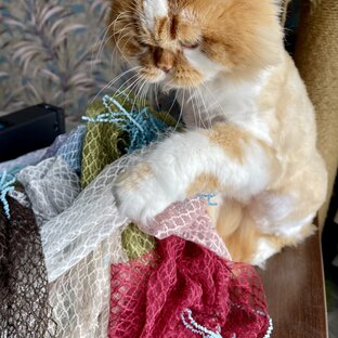 Жил был кот, и было у него 3 собаки