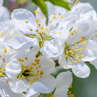 Knipmode 2021 года