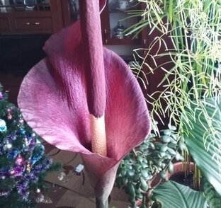 Аморфофаллус