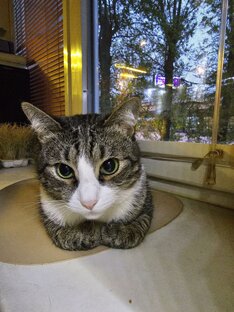 Котик Дизель 