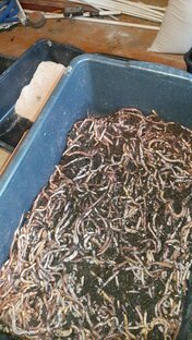 Черви для рыбалки