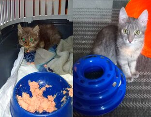 Истории спасения (было-стало)